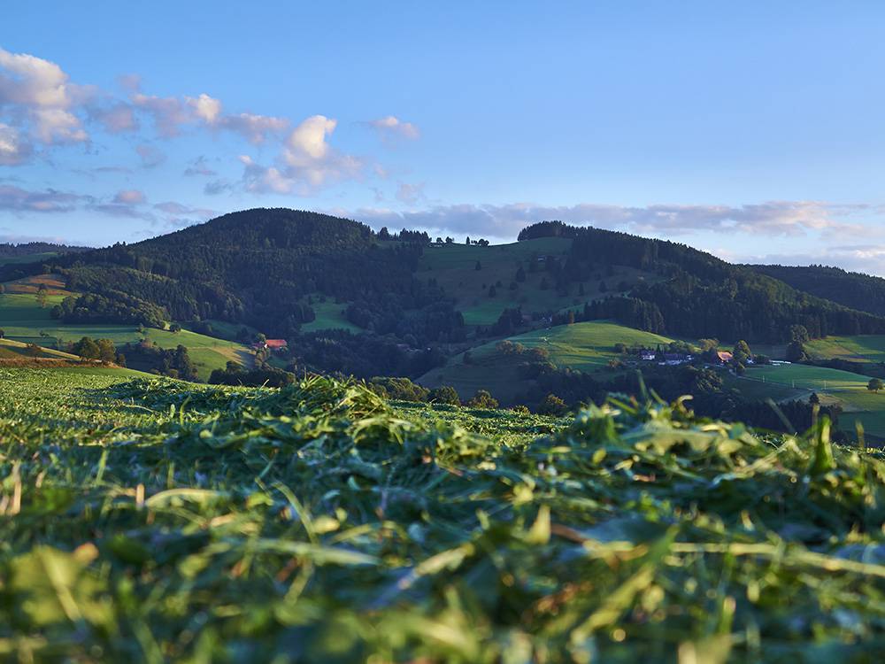 Feldberg Panorama