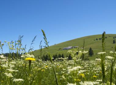 Schwarzwald Wiesen