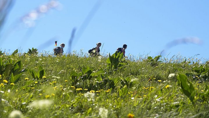 Wanderungen am Feldberg im Schwarzwald